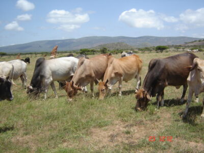 DSC00795-diida tuyura-tarchi area