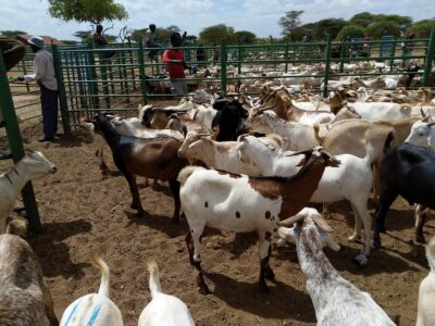 Goats at Merille livestock market_Marsabit 2