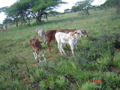 calves